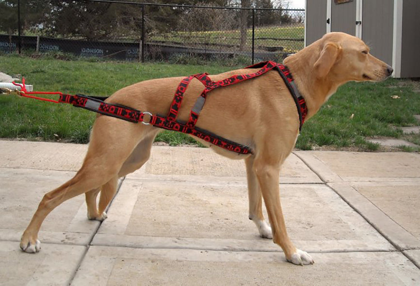 Howling dog harness best sale