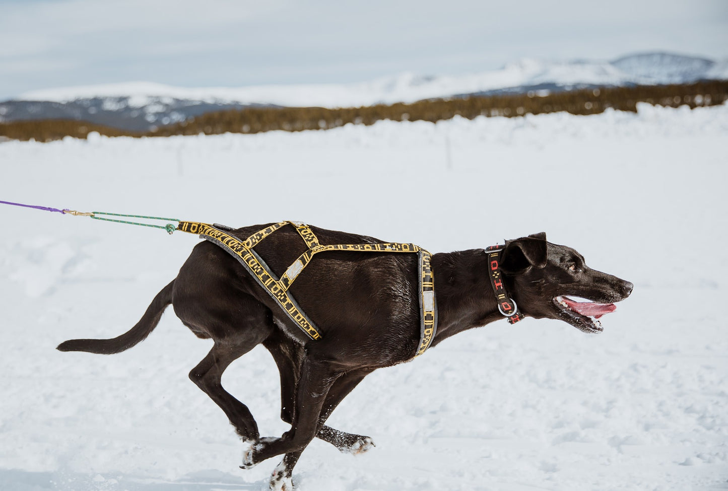 Howling Dog Alaska Light weight harness