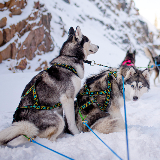 Howling Dog Alaska Standard harness