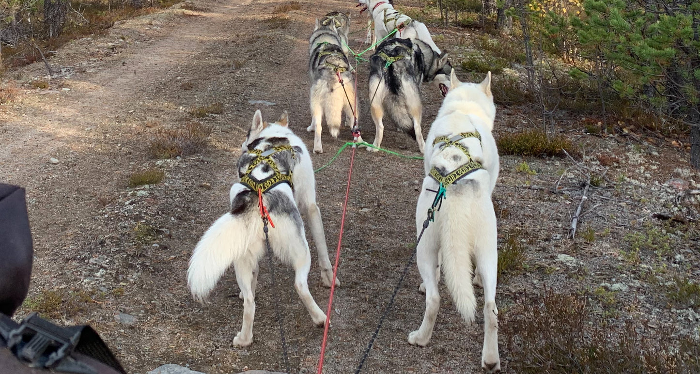 Howling Dog Alaska Light weight harness